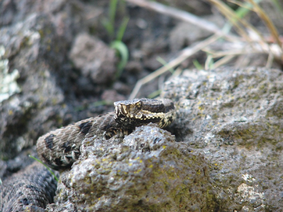 Alcune foto di vipere in natura